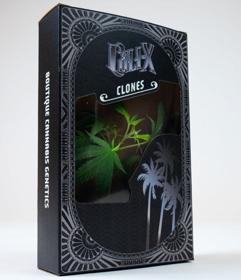 OGX - Cali X Klon | Hanf365.de