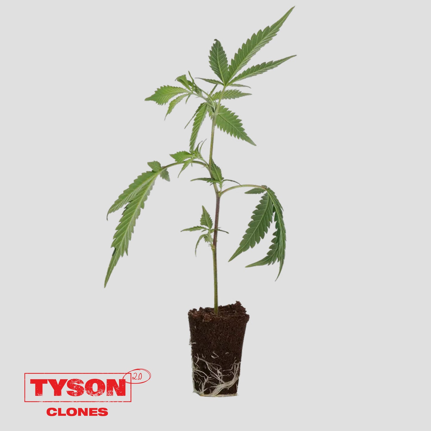 Knockout OG | Tyson 2.0 Klon - Hanf365.de