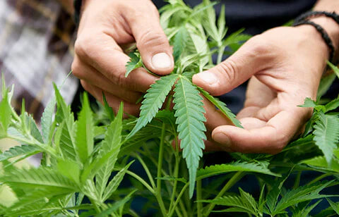 How to Grow Cannabis: A Beginner’s Guide 🌱