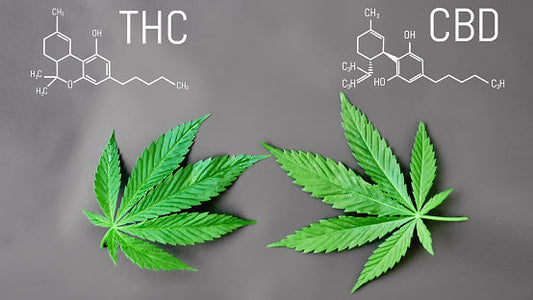 THC vs CBD: What’s the Difference? 🌿