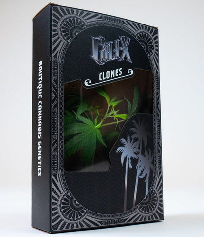 OGX - Cali X Klon | Hanf365.de