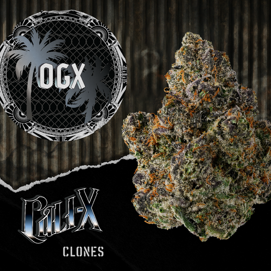 OGX - Cali X Klon | Hanf365.de