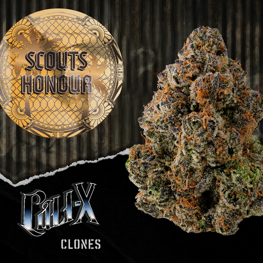 Scouts Honour | Hanf365.de
