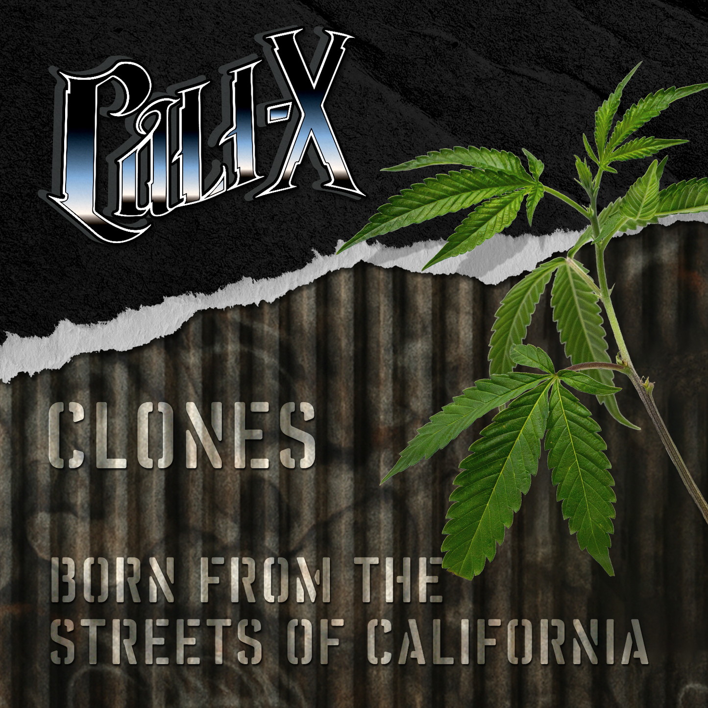 OGX - Cali X Klon | Hanf365.de