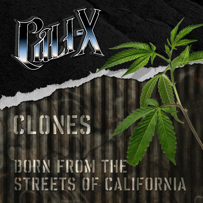 OGX - Cali X Klon | Hanf365.de
