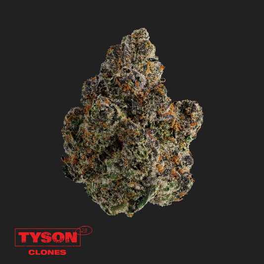 Intergalactic Toad | Tyson 2.0 Klon Hanf365.de