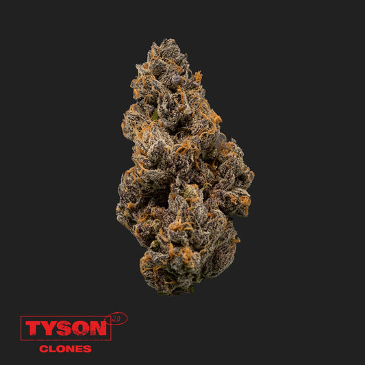 Knockout OG | Tyson 2.0 Klon - Hanf365.de