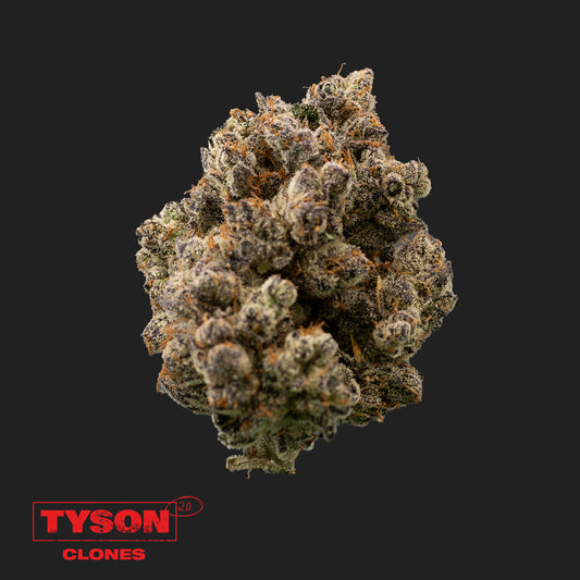 Tangie Hook | Tyson 2.0 Klon Hanf365.de